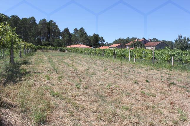 Terreno de cultivo — Monção, Longos Vales - foto 2