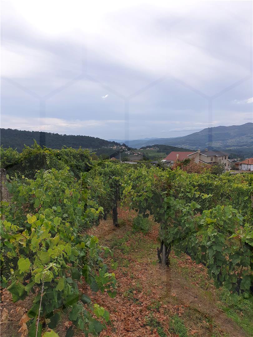 Terreno com plantação de Alvarinho e Vinhão — Melgaço, São Paio - foto 2
