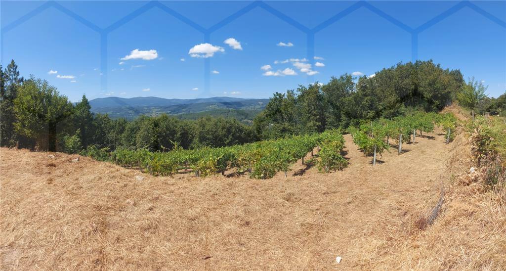 Terreno com plantação de vinha — Melgaço, Chaviães e Paços - foto 4