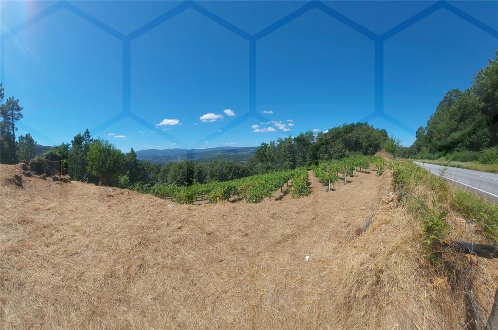 Terreno com plantação de vinha — Melgaço, Chaviães e Paços - foto 5