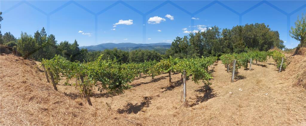 Terreno com plantação de vinha
