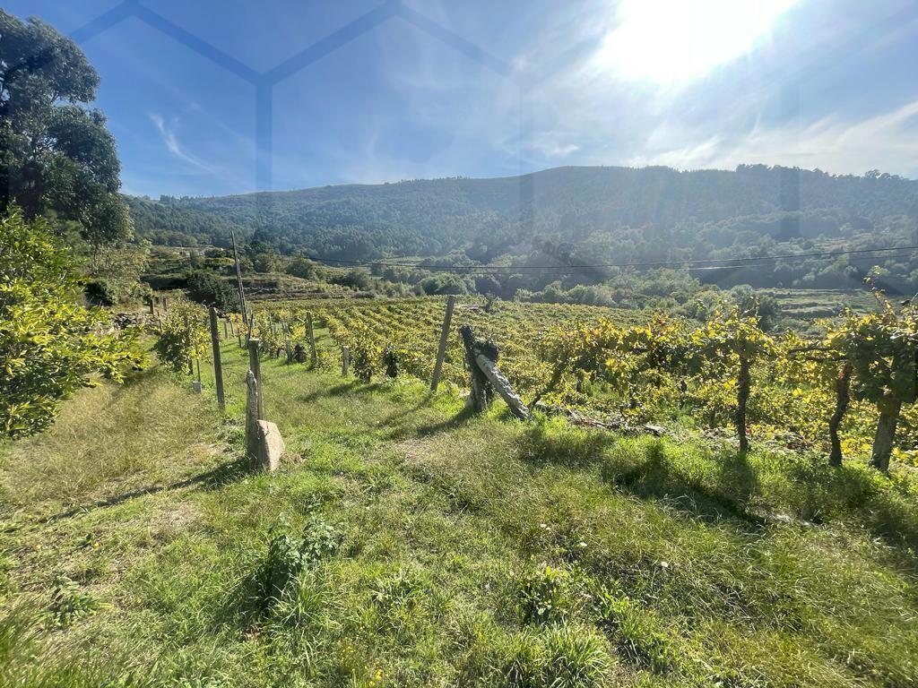 Terreno com vinha de Alvarinho — Melgaço, Penso - foto 4