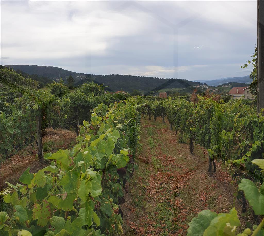 Terreno com plantação de Alvarinho e Vinhão — Melgaço, São Paio - foto 3