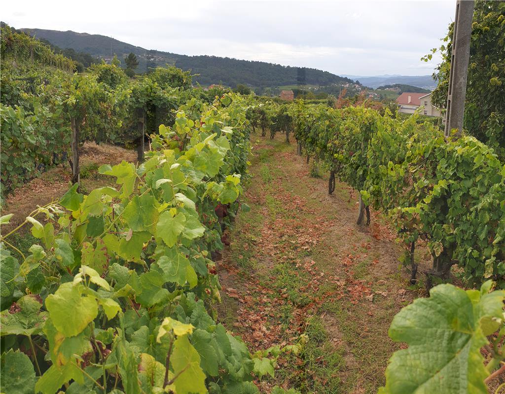 Terreno com plantação de Alvarinho e Vinhão — Melgaço, São Paio - foto 4