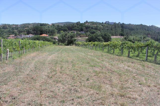 Terreno de cultivo — Monção, Longos Vales - foto 3