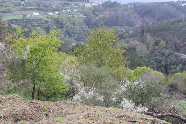 Terreno para construção com 1.140 m² a 5 minutos de Melgaço — Melgaço, Chaviães e Paços - foto 3