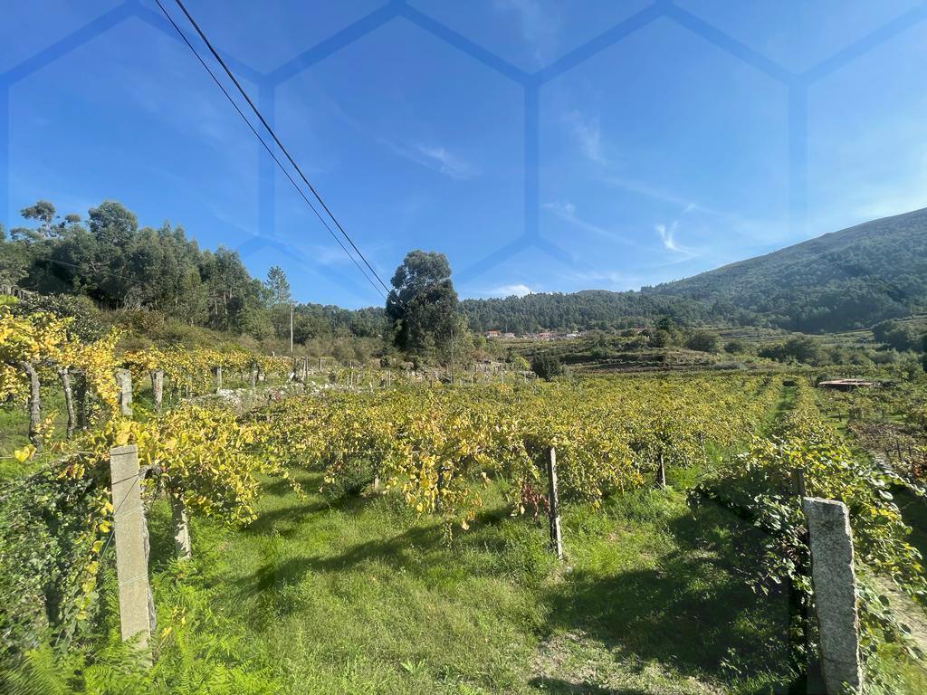 Terreno com vinha de Alvarinho